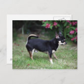 Carte Postale Chihuahua à poils courts debout (Devant / Derrière)