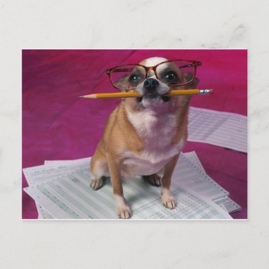 Carte Postale Chihuahua au crayon (Devant)