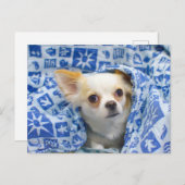 Carte Postale Chihuahua aux cheveux longs (Devant / Derrière)