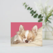 Carte Postale Chihuahua aux cheveux longs (Debout devant)