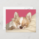 Carte Postale Chihuahua aux cheveux longs (Devant / Derrière)