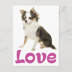 Carte Postale Chihuahua aux longs poils mignons amour
