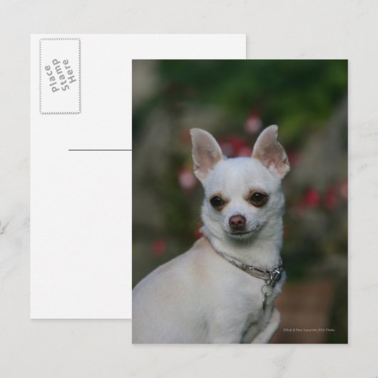 Carte Postale Chihuahua blanc (Devant / Derrière)
