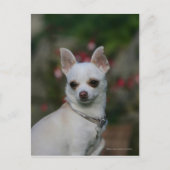 Carte Postale Chihuahua blanc (Devant)