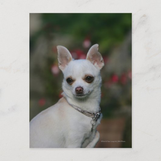 Carte Postale Chihuahua blanc (Devant)