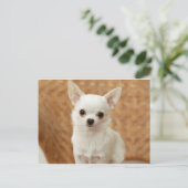 Carte Postale Chihuahua blanc (Debout devant)