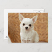 Carte Postale Chihuahua blanc (Devant / Derrière)