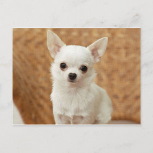 Carte Postale Chihuahua blanc