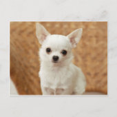 Carte Postale Chihuahua blanc (Devant)