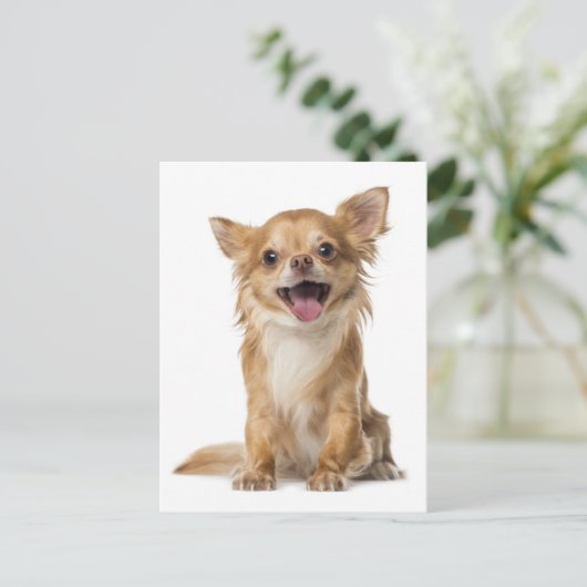 Carte postale Chihuahua Chien Chien Chien Chien Ch (Debout devant)