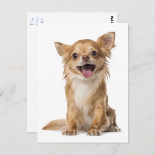 Carte postale Chihuahua Chien Chien Chien Chien Ch (Devant / Derrière)