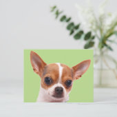 Carte Postale Chihuahua Chien chiot (Debout devant)