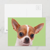 Carte Postale Chihuahua Chien chiot (Devant / Derrière)
