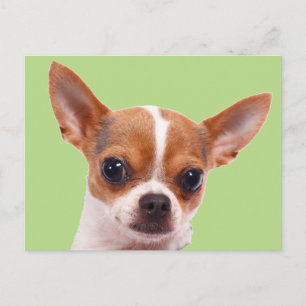 Carte Postale Chihuahua Chien chiot