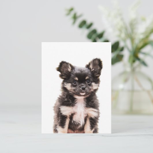 Carte Postale Chihuahua Chien chiot (Debout devant)