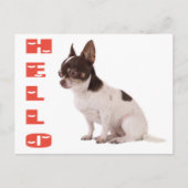Carte postale Chihuahua Chiot (Devant)