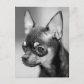 Carte postale Chihuahua Chiot (Devant)