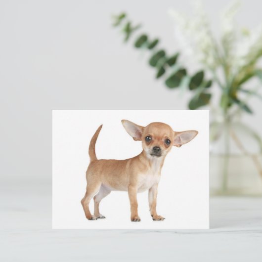 Carte postale Chihuahua Chiot (Debout devant)