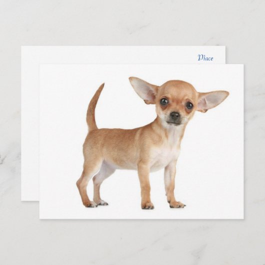 Carte postale Chihuahua Chiot (Devant / Derrière)