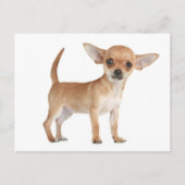 Carte postale Chihuahua Chiot (Devant)