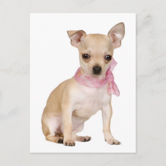 Carte postale Chihuahua Chiot (Devant)