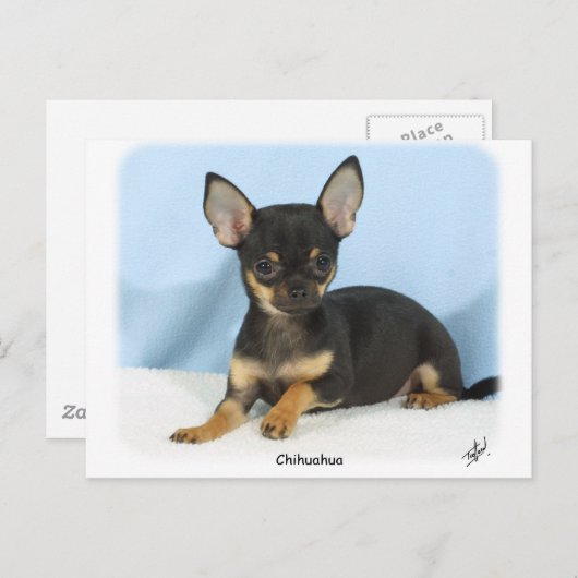 Carte Postale Chihuahua chiot 9W079D-027 (Devant / Derrière)