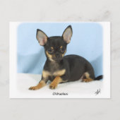 Carte Postale Chihuahua chiot 9W079D-027 (Devant)