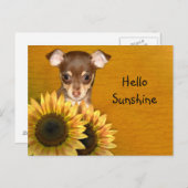 Carte Postale Chihuahua chiot et tournesol (Devant / Derrière)