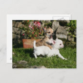 Carte Postale Chihuahua Chippie Jouer (Devant / Derrière)
