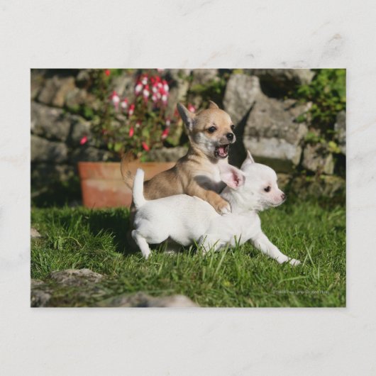 Carte Postale Chihuahua Chippie Jouer (Devant)