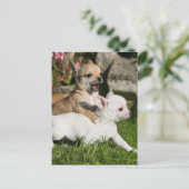 Carte Postale Chihuahua Chippie Jouer (Debout devant)