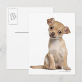 Carte Postale Chihuahua chippy (2 mois) (Devant / Derrière)