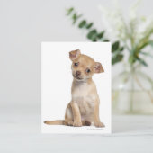 Carte Postale Chihuahua chippy (2 mois) (Debout devant)