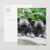 Carte Postale Chihuahua Chiuppies (Devant / Derrière)