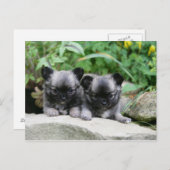 Carte Postale Chihuahua Chiuppies (Devant / Derrière)