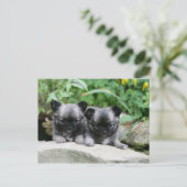 Carte Postale Chihuahua Chiuppies (Debout devant)