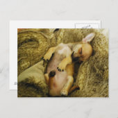 Carte postale Chihuahua Chiuppy (Devant / Derrière)