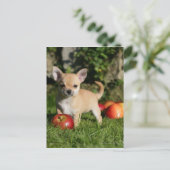 Carte Postale Chihuahua Chiuppy avec pommes (Debout devant)