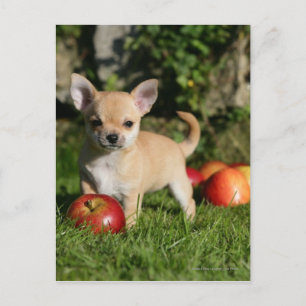 Carte Postale Chihuahua Chiuppy avec pommes