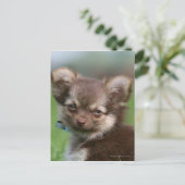 Carte Postale Chihuahua Chiuppy regardant la caméra (Debout devant)