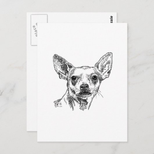 Carte Postale Chihuahua-Chiwawa (Devant / Derrière)
