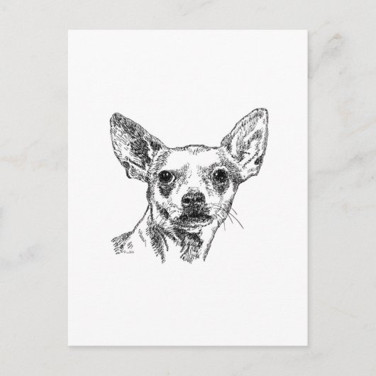 Carte Postale Chihuahua-Chiwawa (Devant)