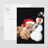 Carte postale Chihuahua de Noël (Devant / Derrière)