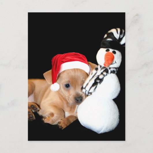 Carte postale Chihuahua de Noël (Devant)