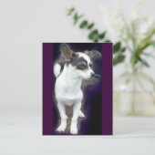 Carte postale Chihuahua Dex (Debout devant)
