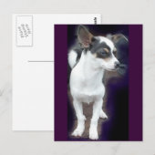 Carte postale Chihuahua Dex (Devant / Derrière)