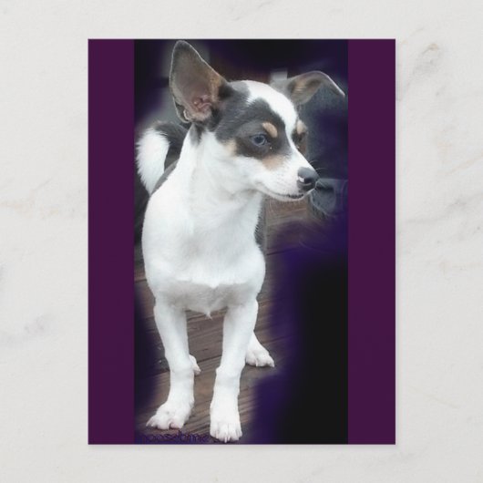 Carte postale Chihuahua Dex (Devant)