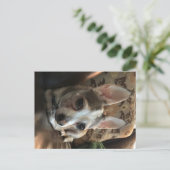 Carte postale Chihuahua Dog (Debout devant)