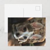 Carte postale Chihuahua Dog (Devant / Derrière)
