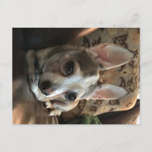Carte postale Chihuahua Dog